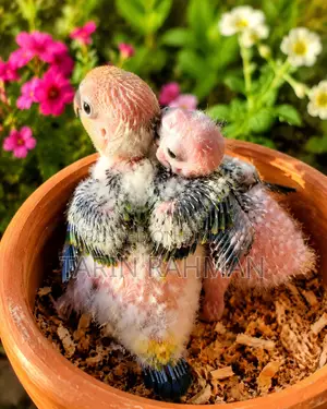 Sun Conure Baby
