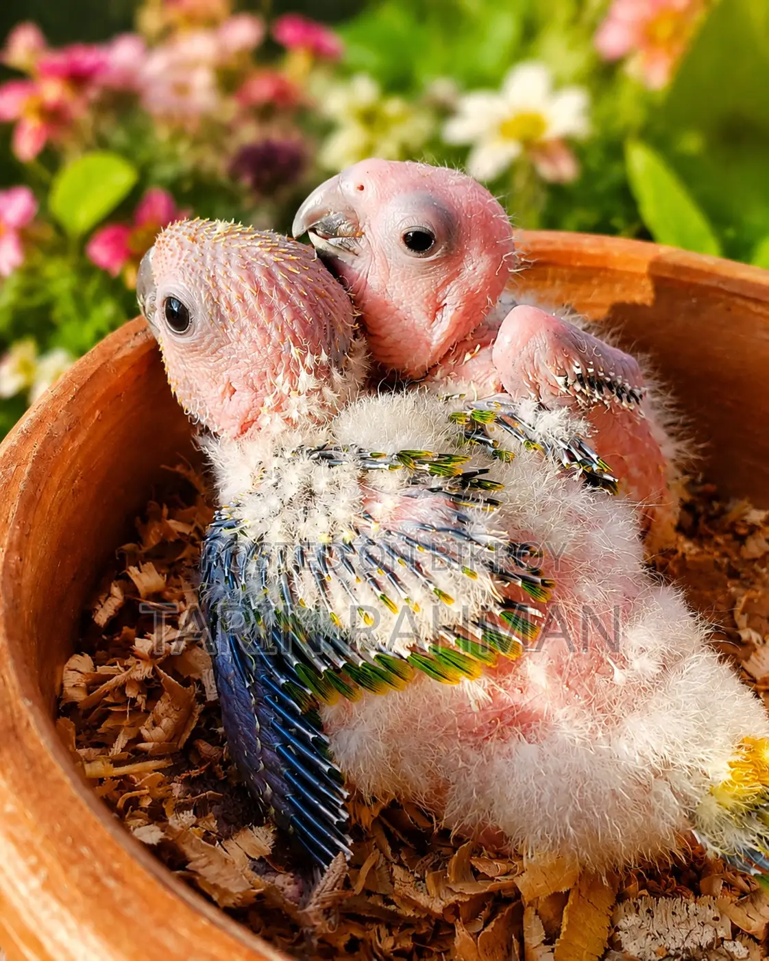 Sun Conure Baby