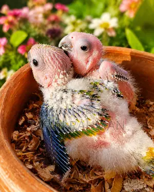 Sun Conure Baby