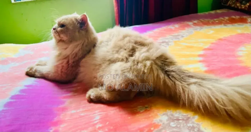 3-6 Months Male Mixed Breed Persian