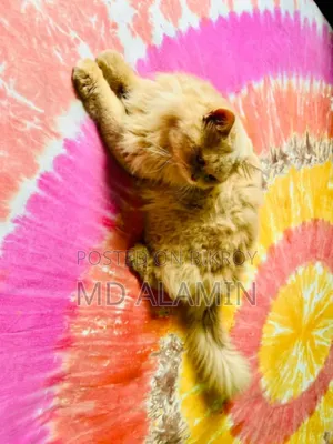 3-6 Months Male Mixed Breed Persian