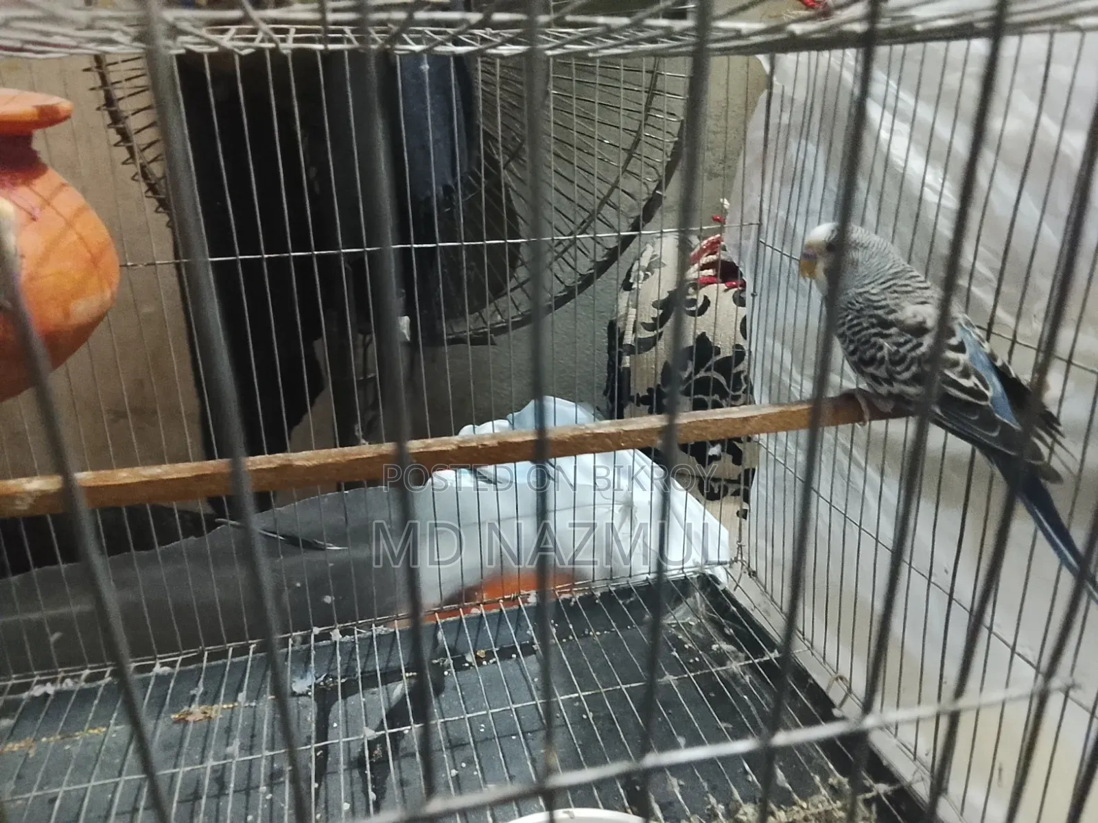পাখিটি খুব ভালোই হবে আমার যত
