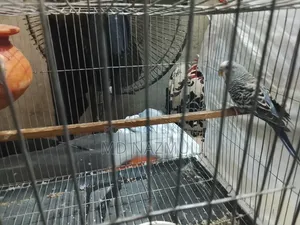 পাখিটি খুব ভালোই হবে আমার যত