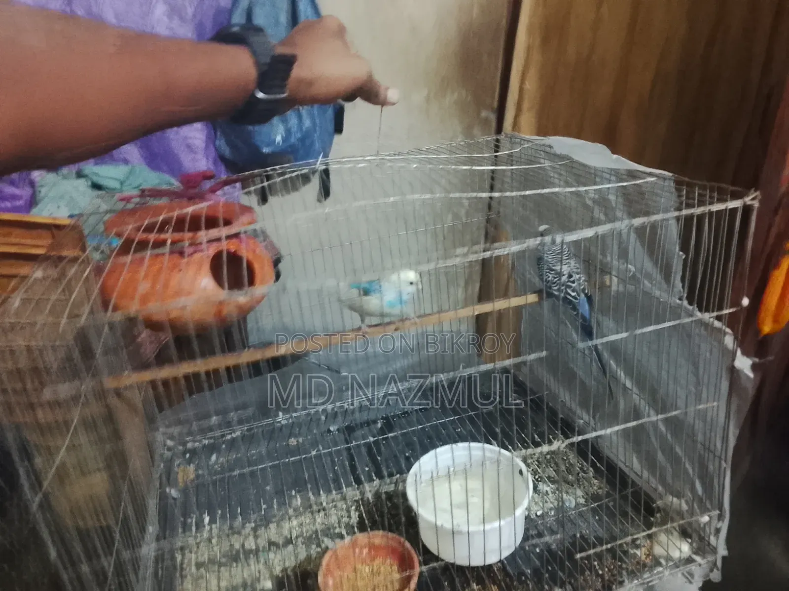 পাখিটি খুব ভালোই হবে আমার যত