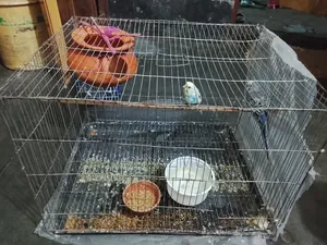 পাখিটি খুব ভালোই হবে আমার যত