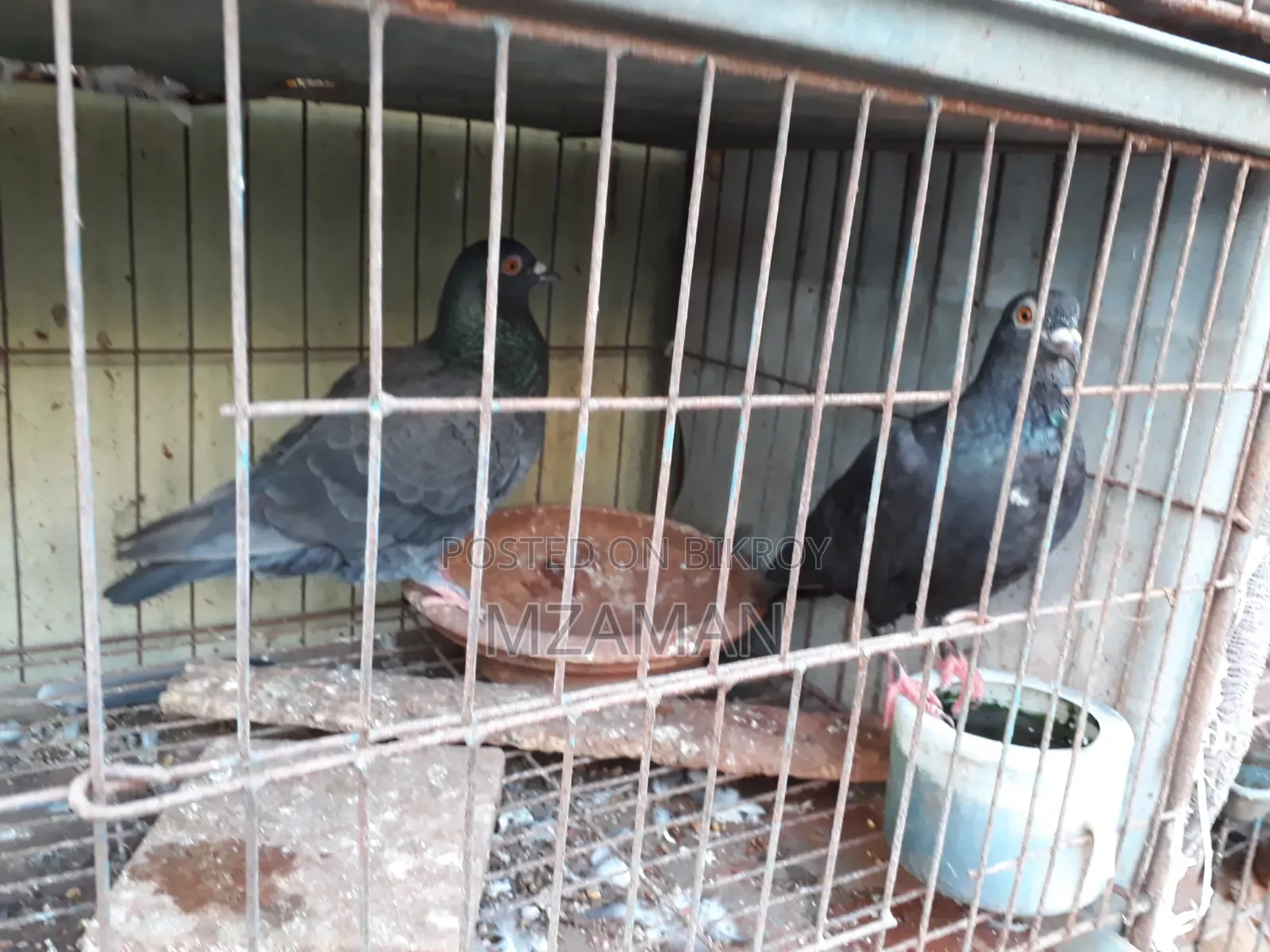 Fancy Pigeon