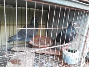 Fancy Pigeon