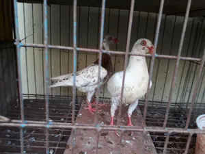 Fancy Pigeon