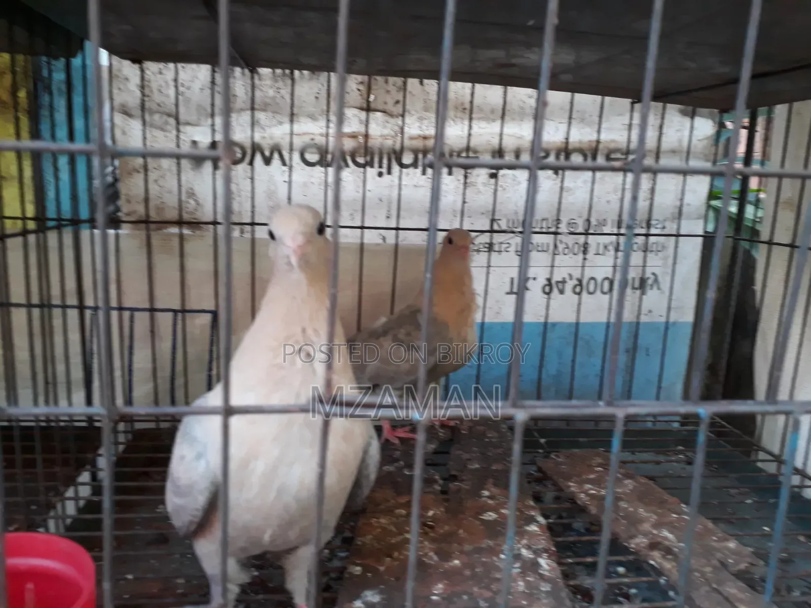 Fancy Pigeon