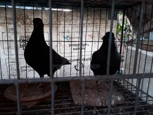 Fancy Pigeon