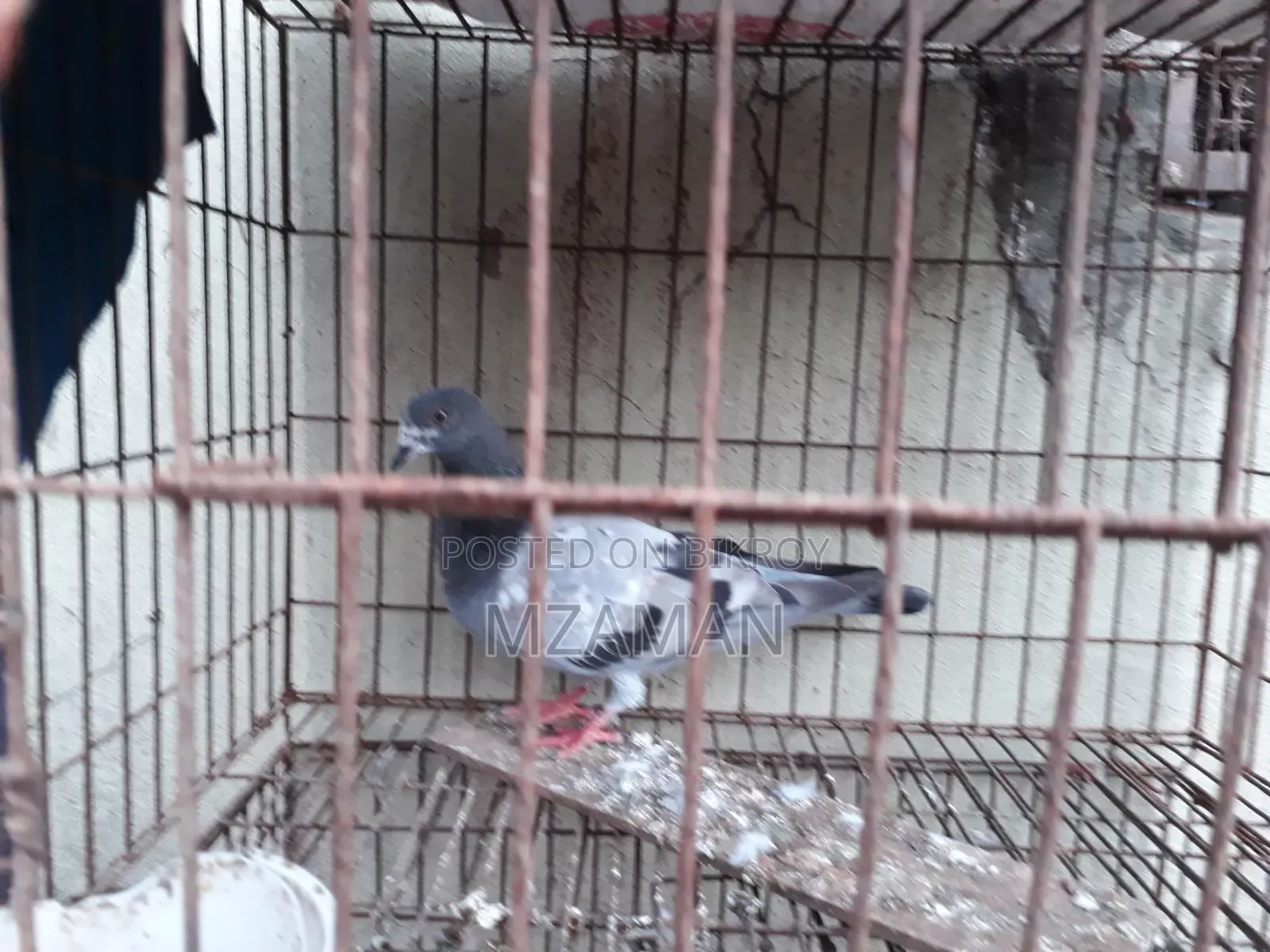 Fancy Pigeon