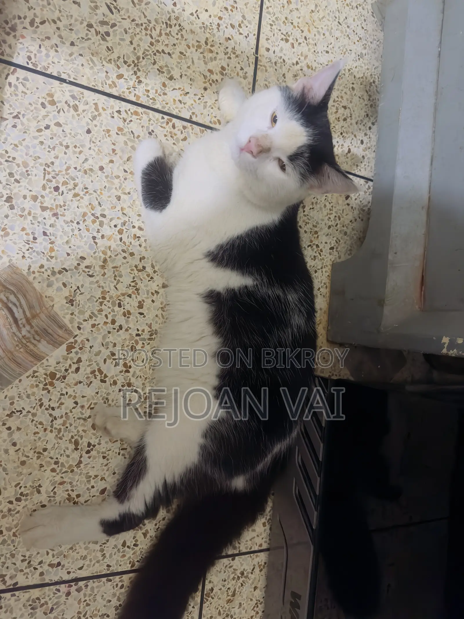 ৬-১২ মাসের নর বিশুদ্ধ পার্সিয়ান বিড়াল