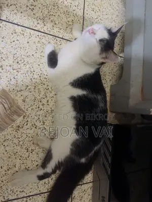 ৬-১২ মাসের নর বিশুদ্ধ পার্সিয়ান বিড়াল