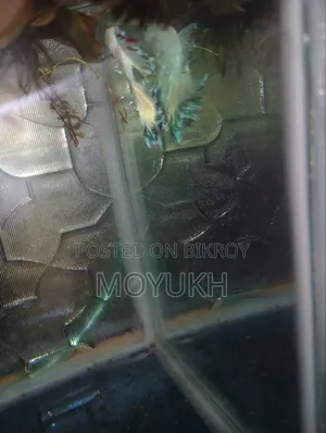 টেকনো ক্যামন ৪০ প্রো ৪জি ২৫৬ জিবি পিংক