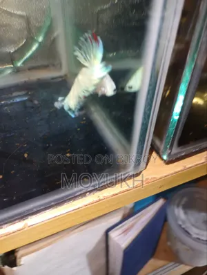 টেকনো ক্যামন ৪০ প্রো ৪জি ২৫৬ জিবি পিংক
