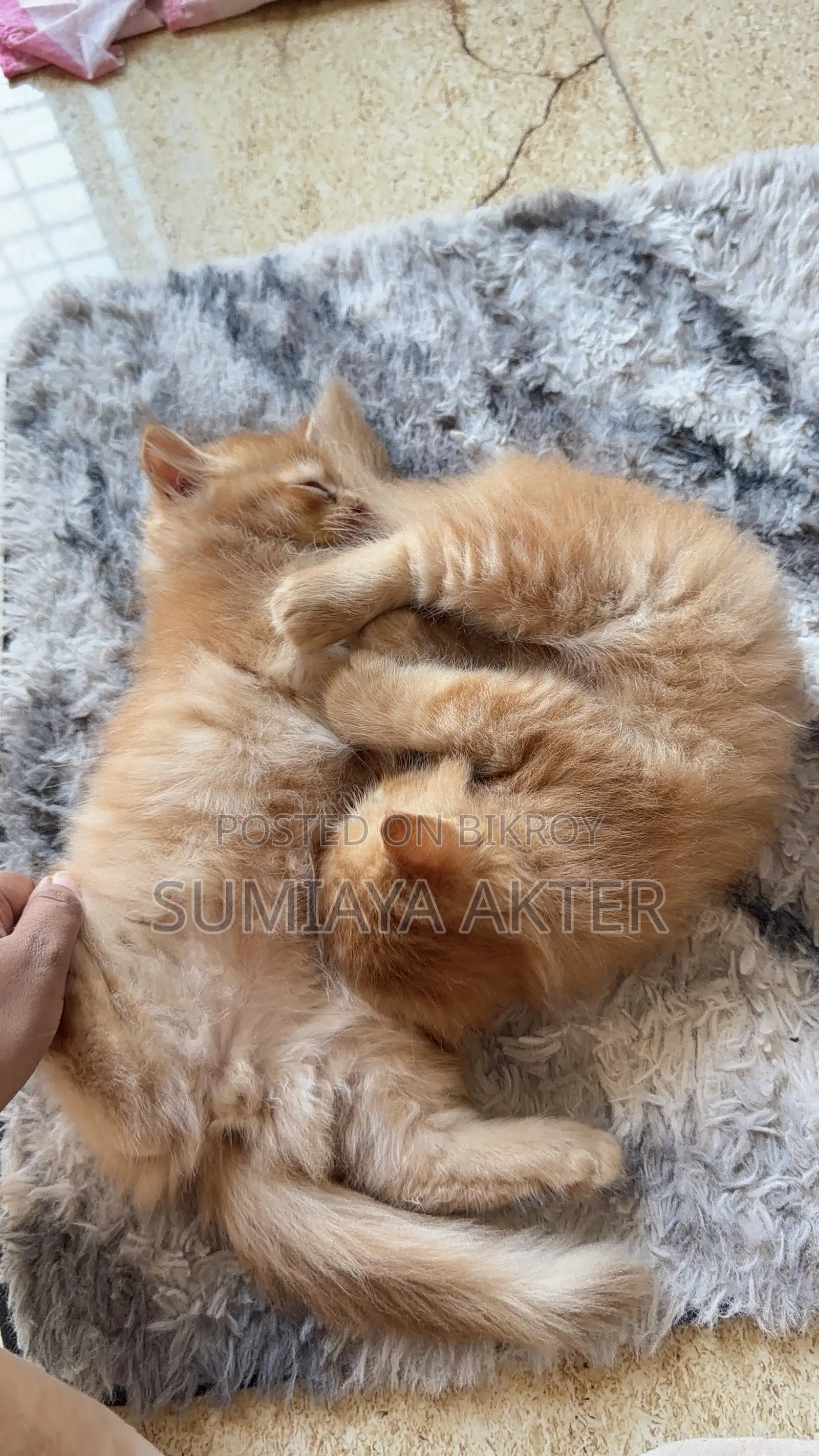 0-1 Month Female Purebred Persian