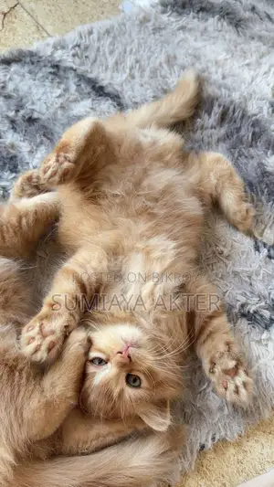 0-1 Month Female Purebred Persian