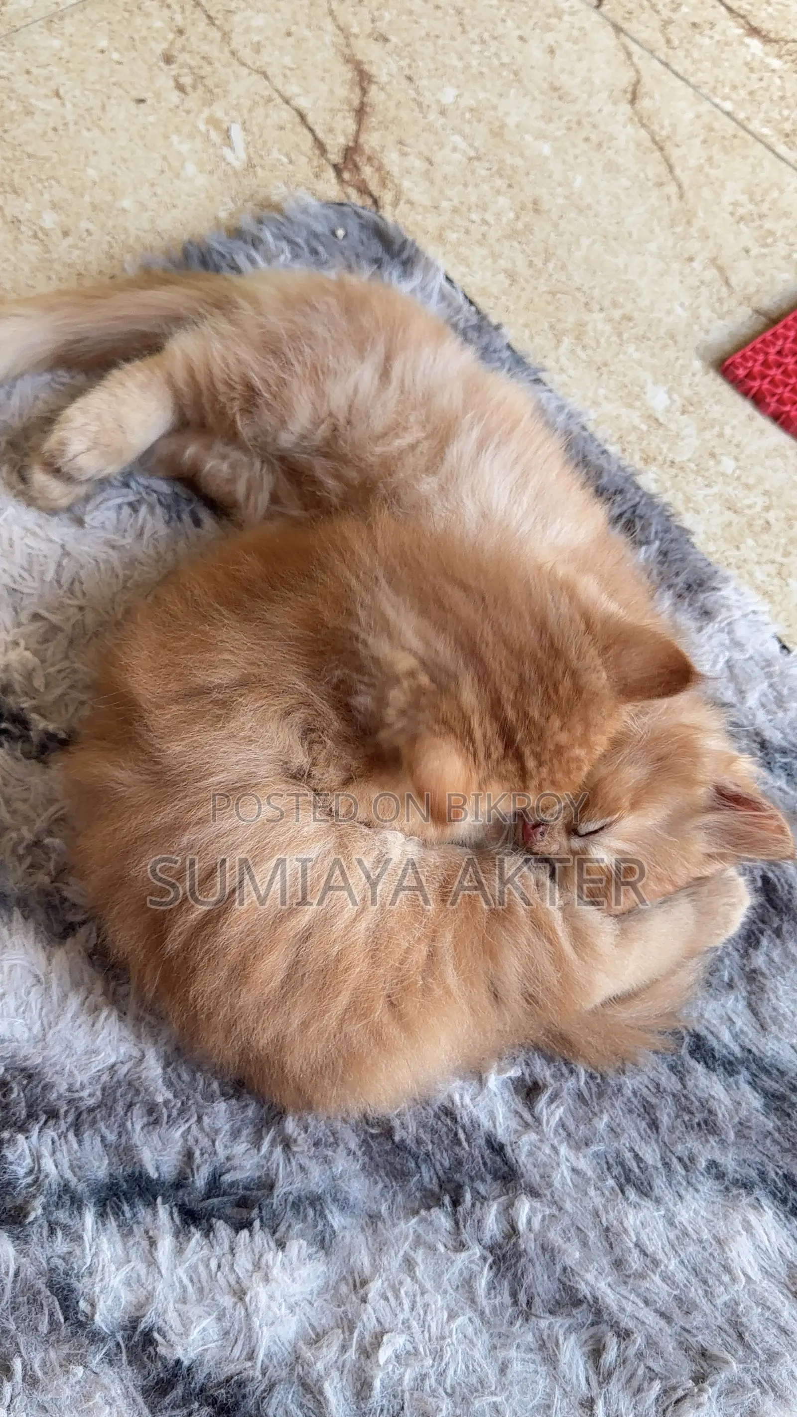 0-1 Month Female Purebred Persian