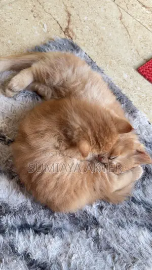 0-1 Month Female Purebred Persian