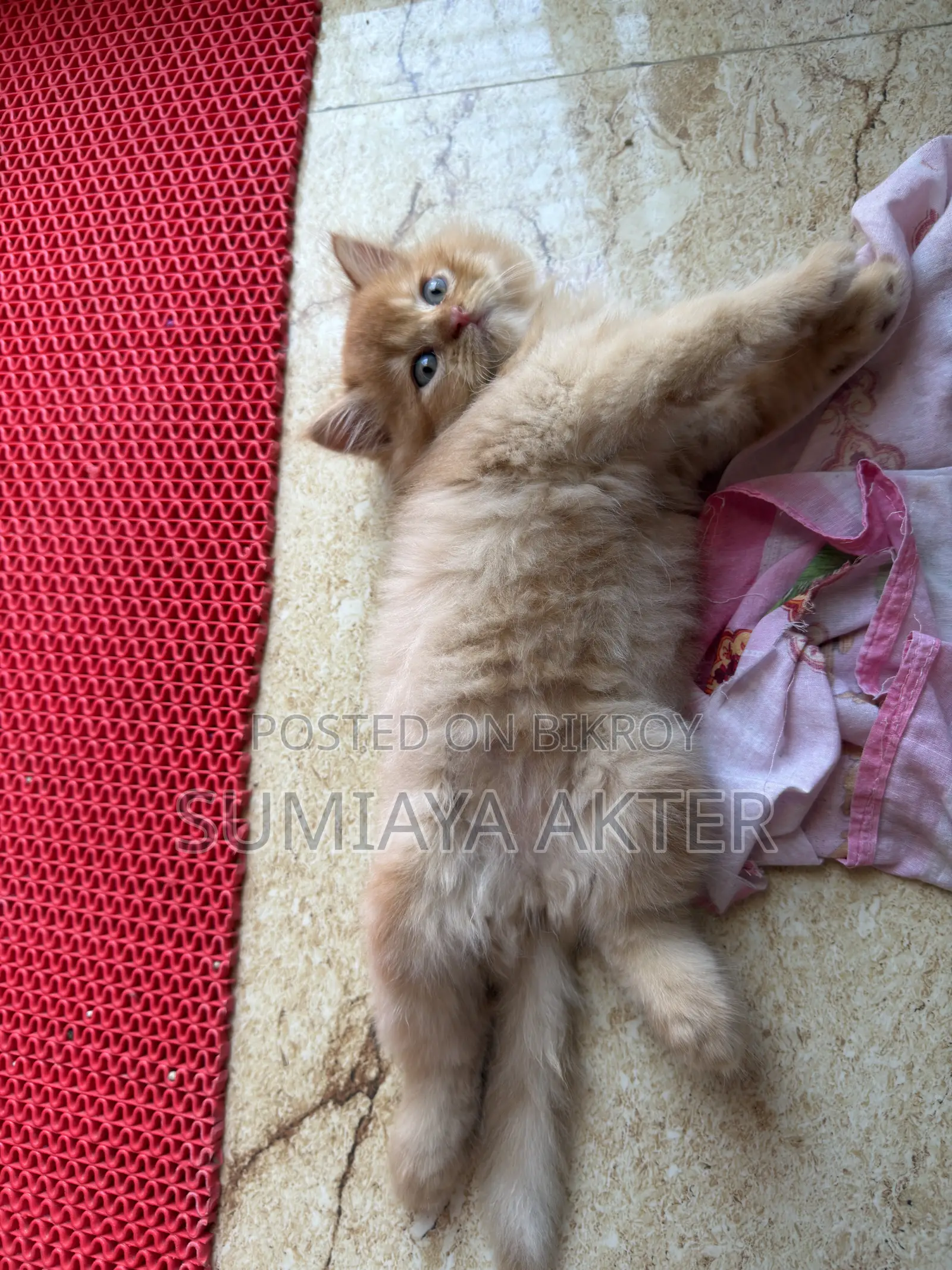 0-1 Month Female Purebred Persian