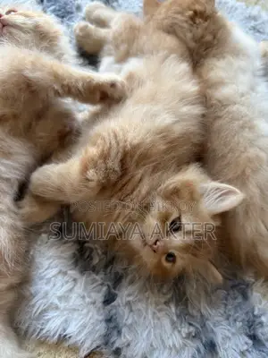 0-1 Month Female Purebred Persian