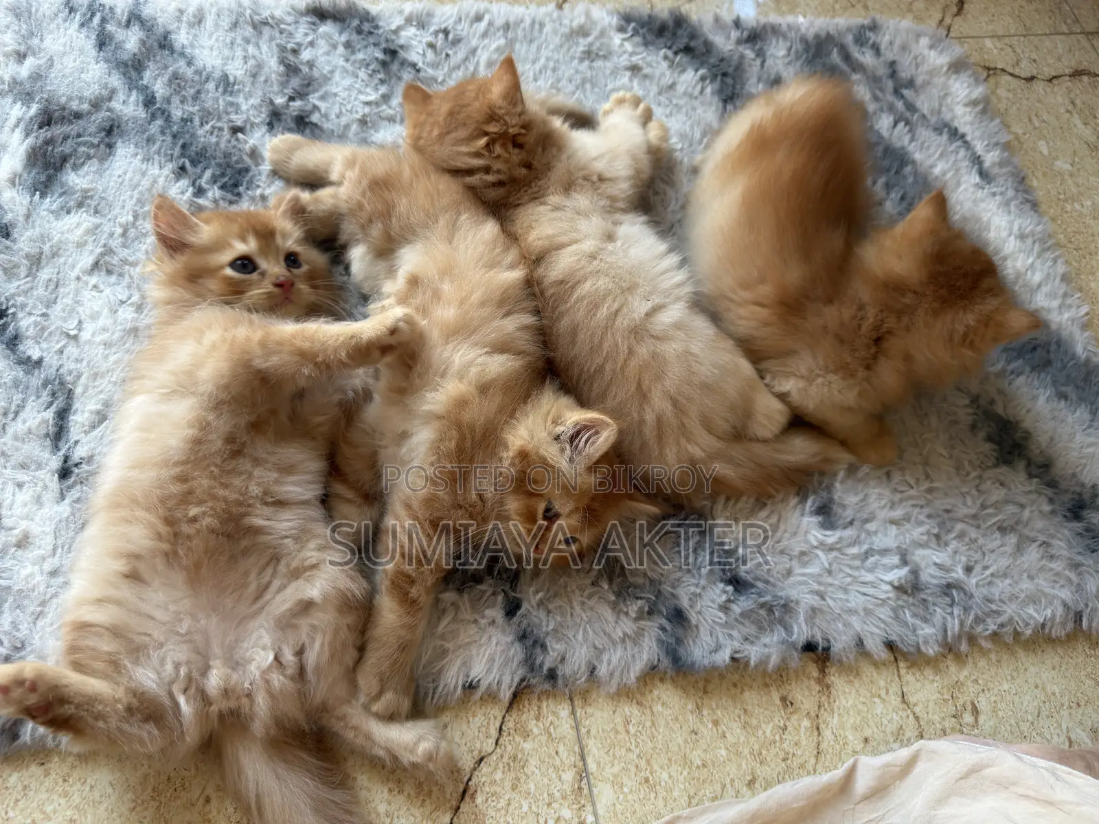 0-1 Month Female Purebred Persian