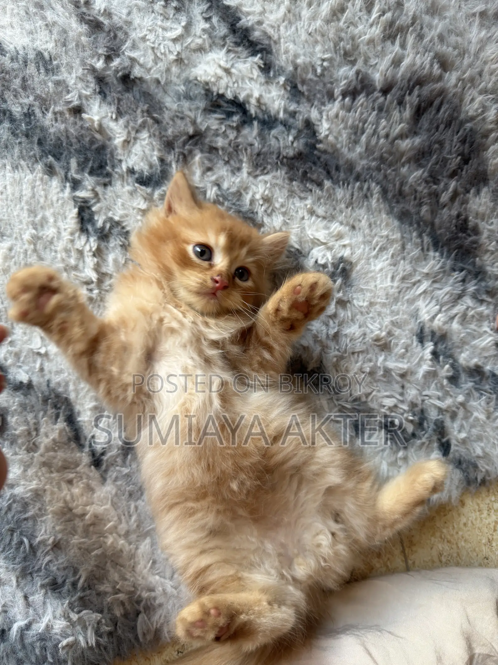 0-1 Month Female Purebred Persian