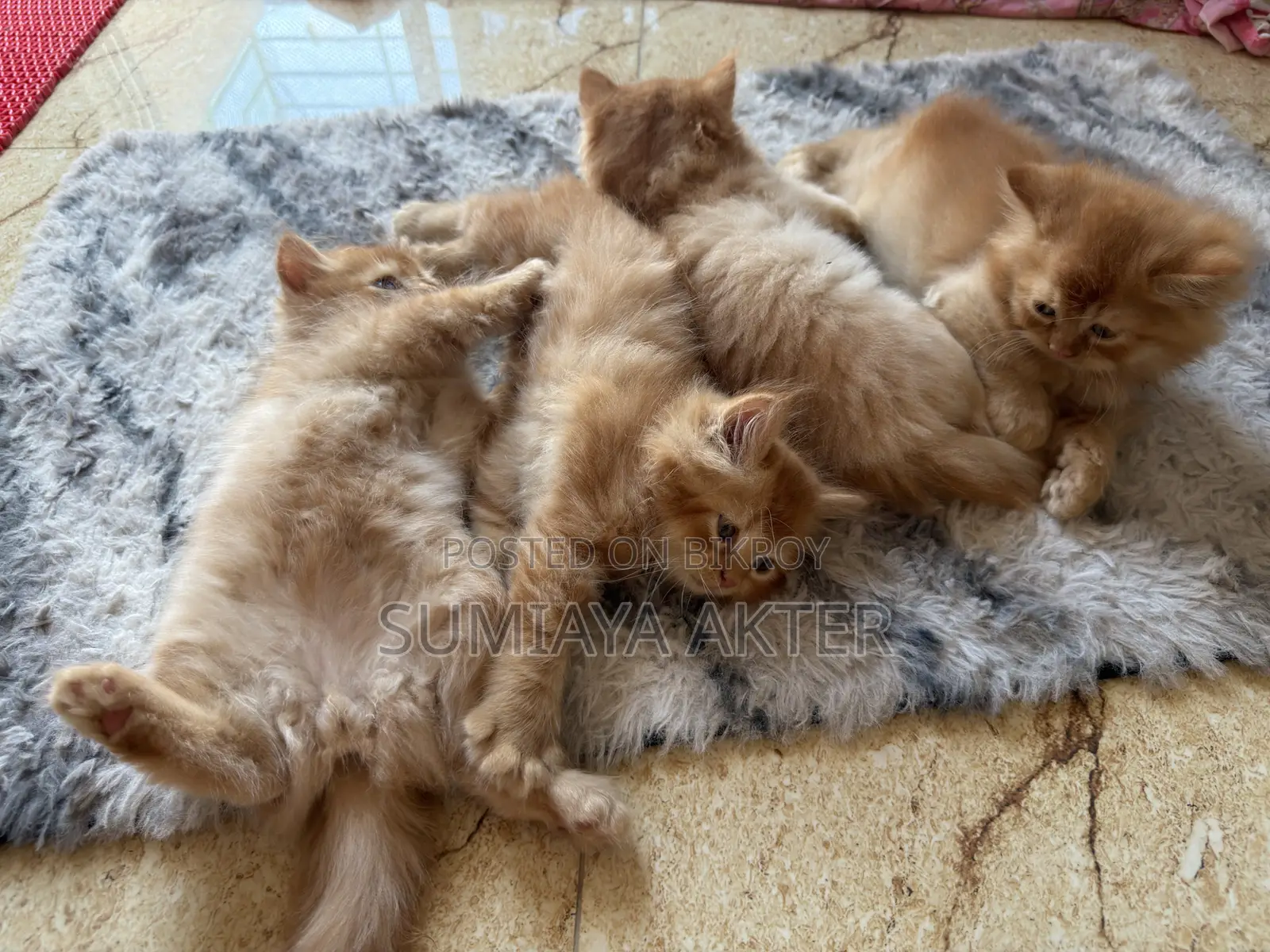 0-1 Month Female Purebred Persian
