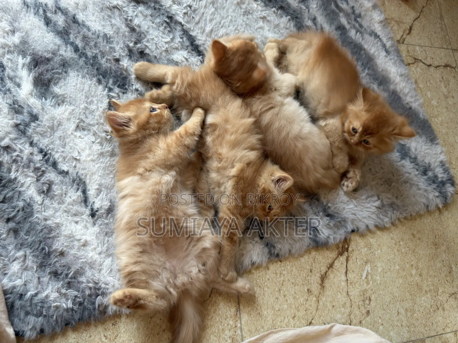 0-1 Month Female Purebred Persian