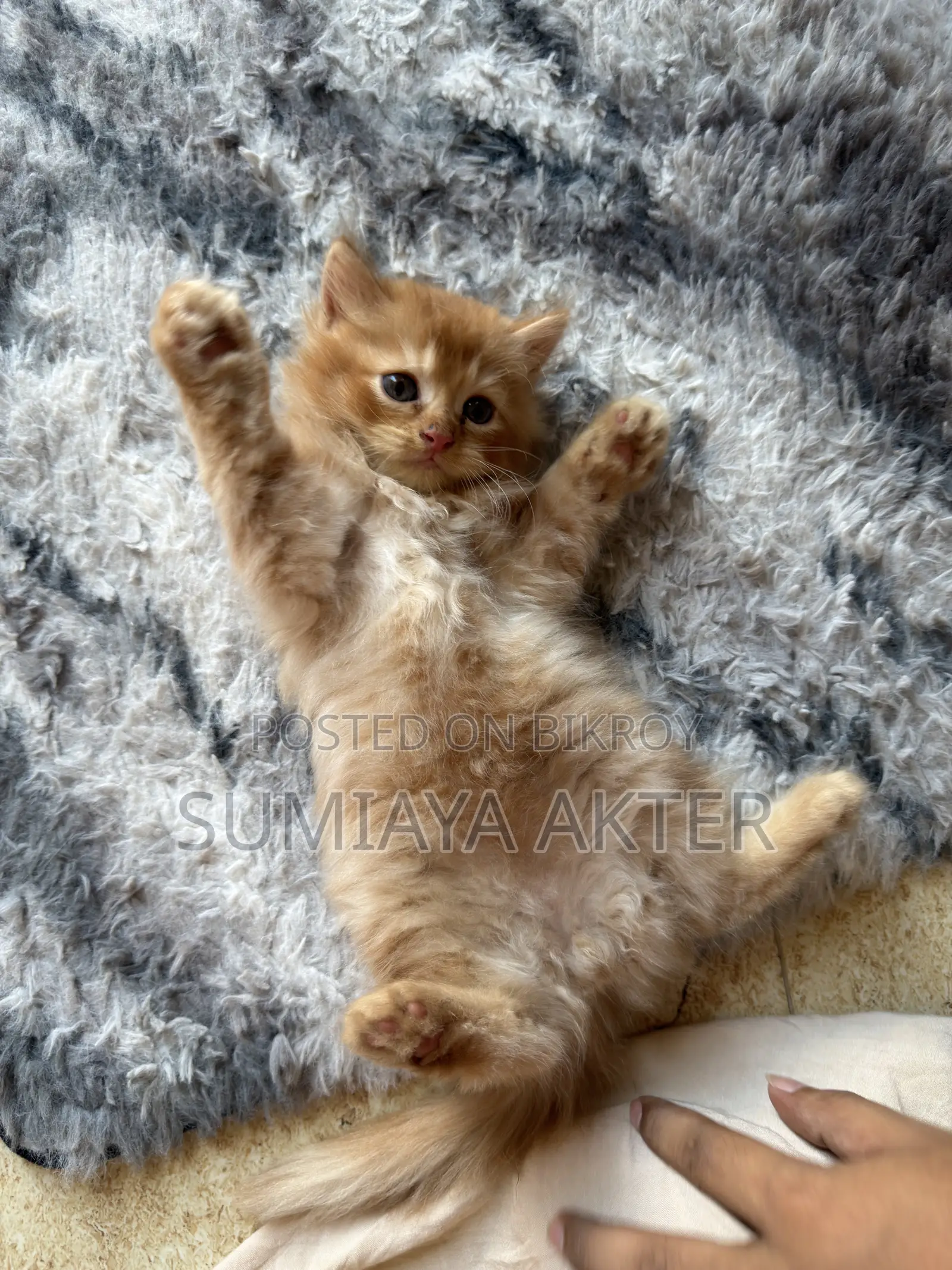 0-1 Month Female Purebred Persian