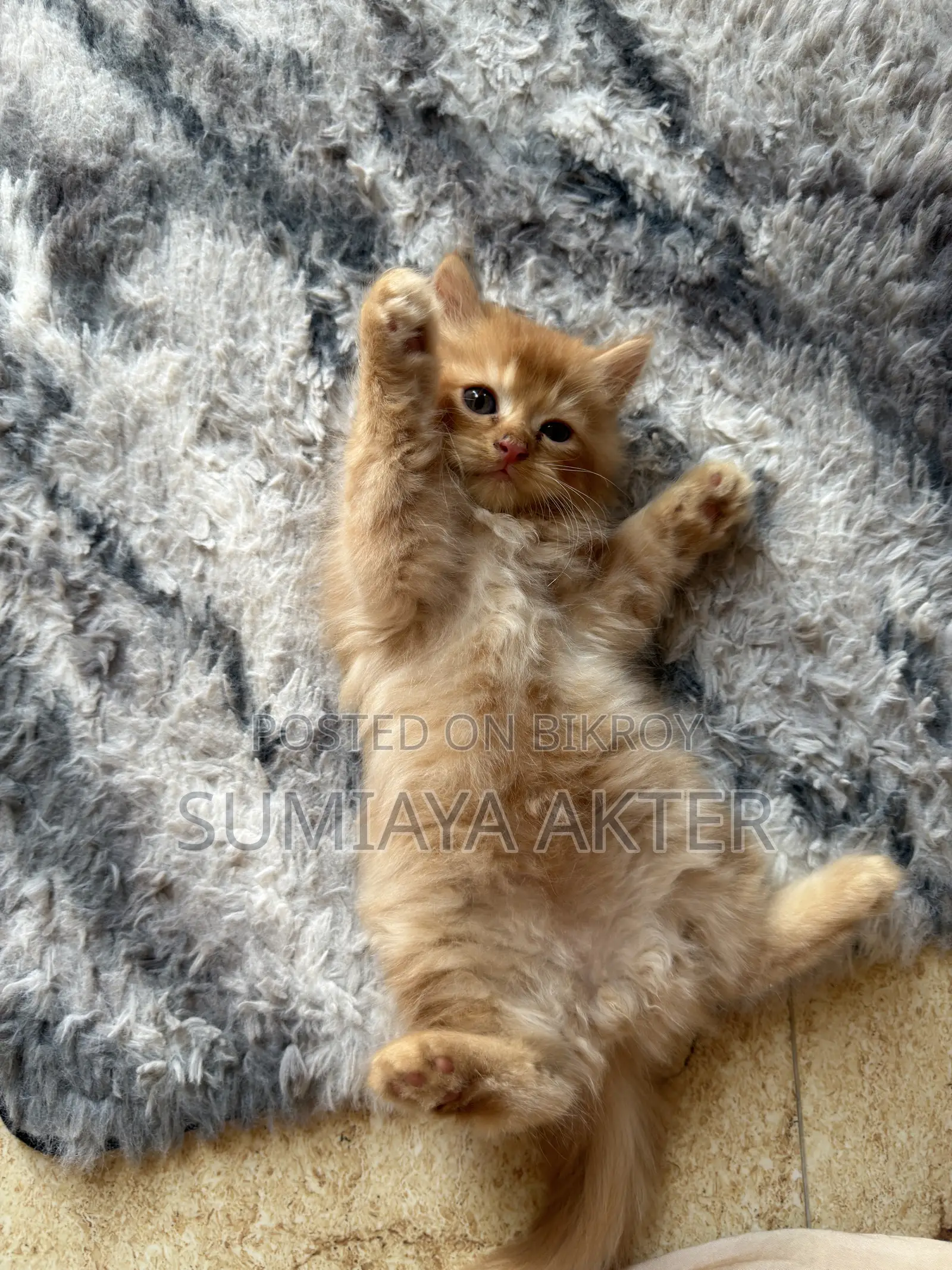 0-1 Month Female Purebred Persian