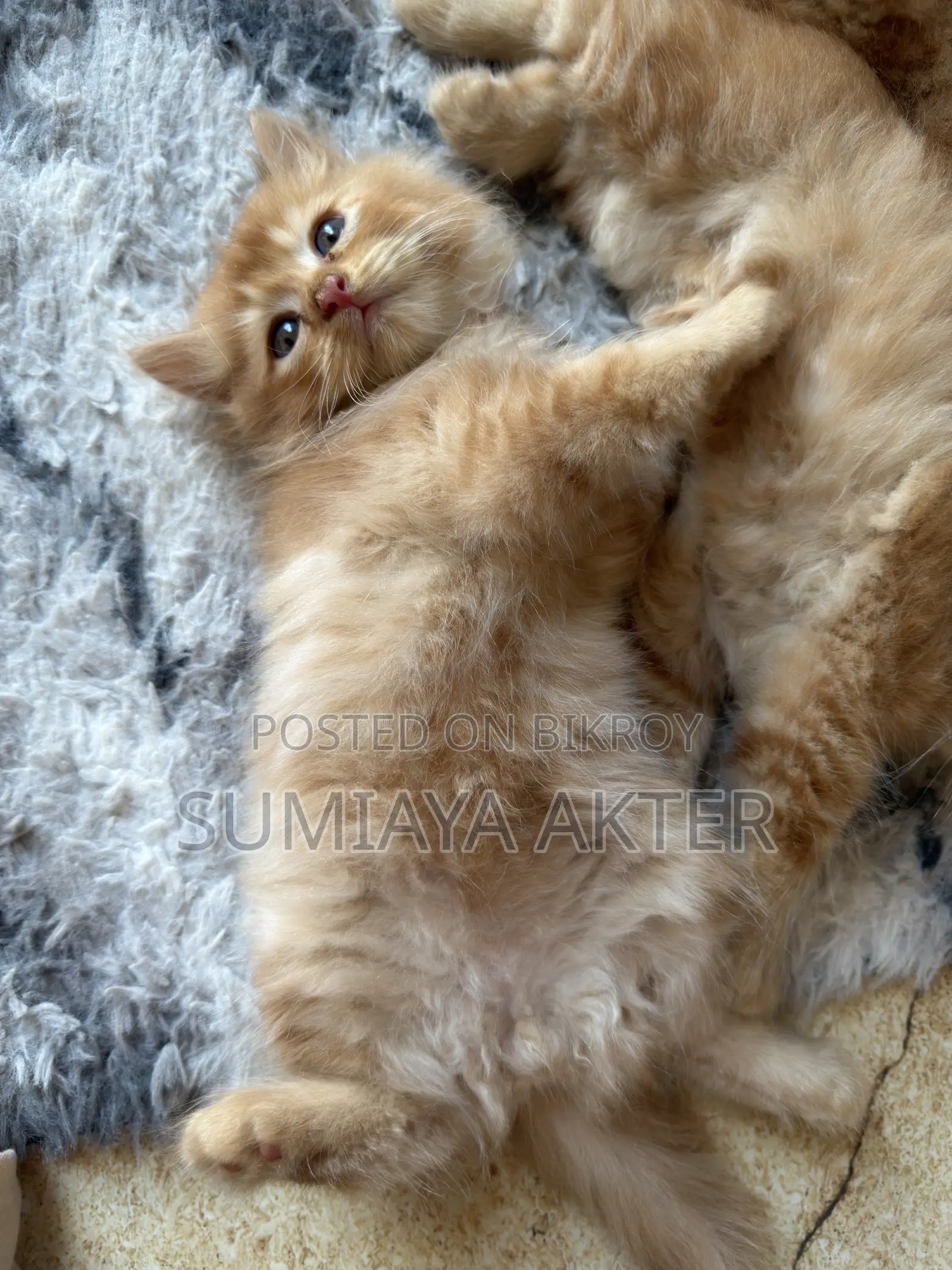 0-1 Month Female Purebred Persian