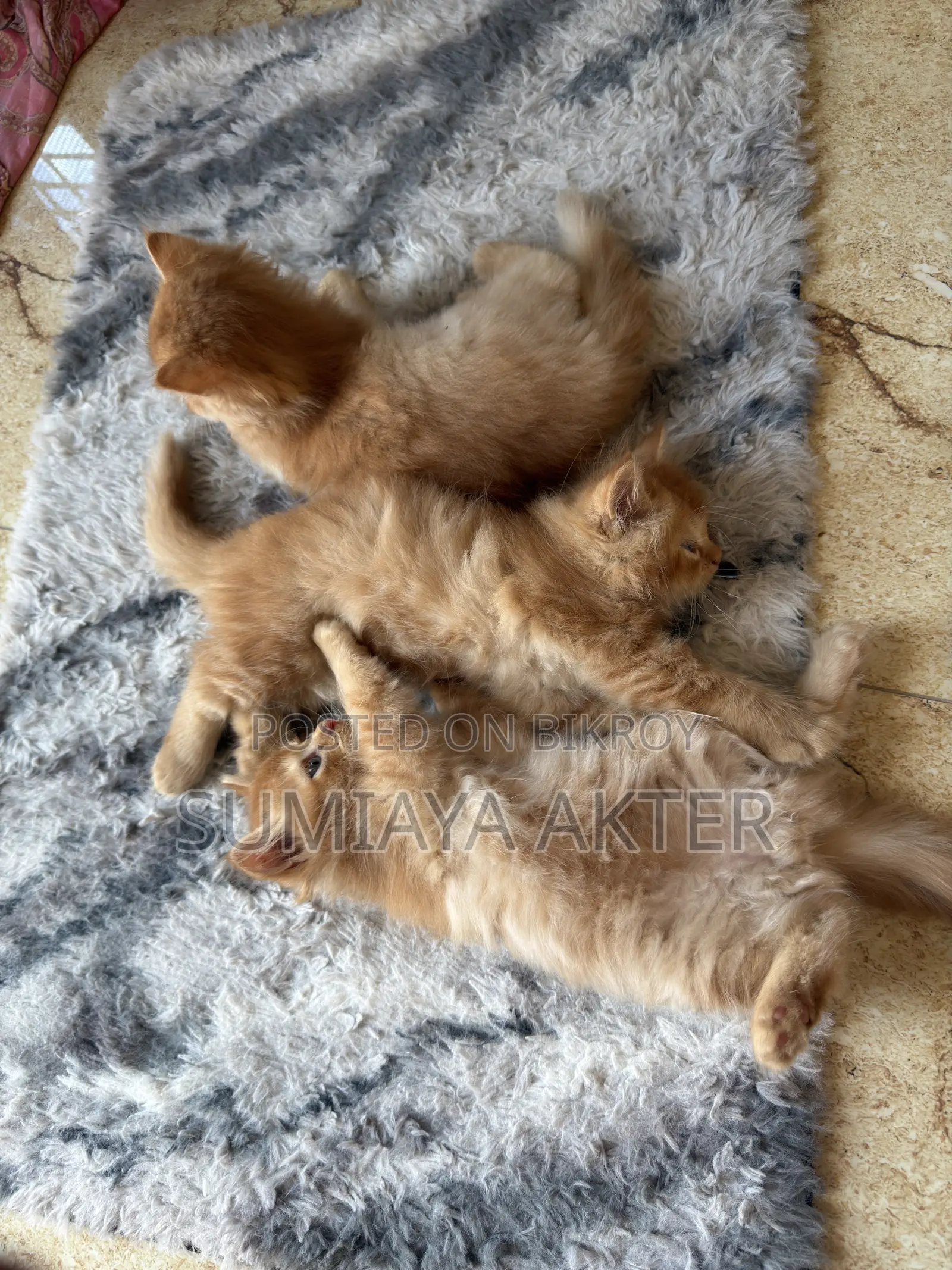 0-1 Month Female Purebred Persian