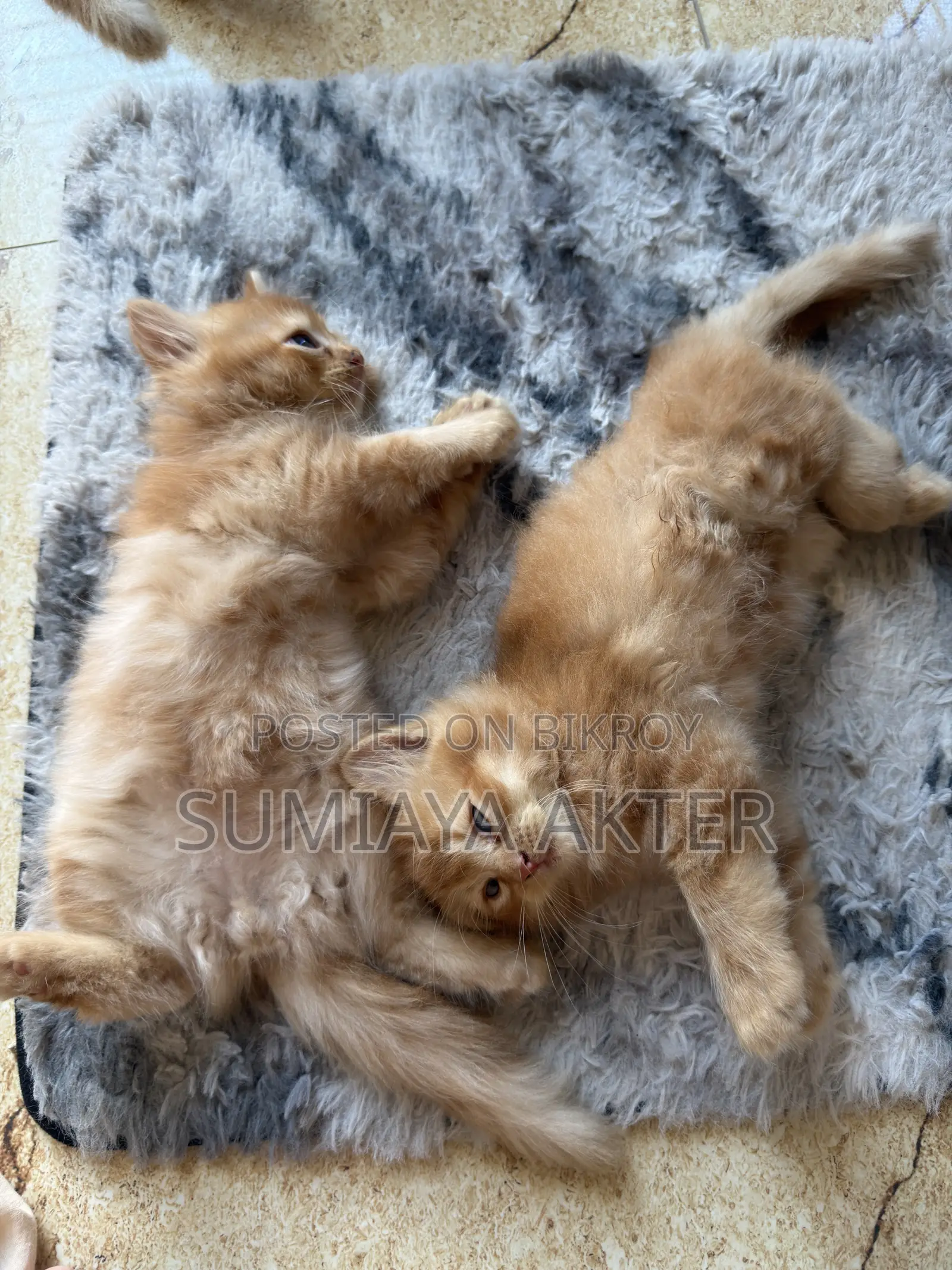 0-1 Month Female Purebred Persian