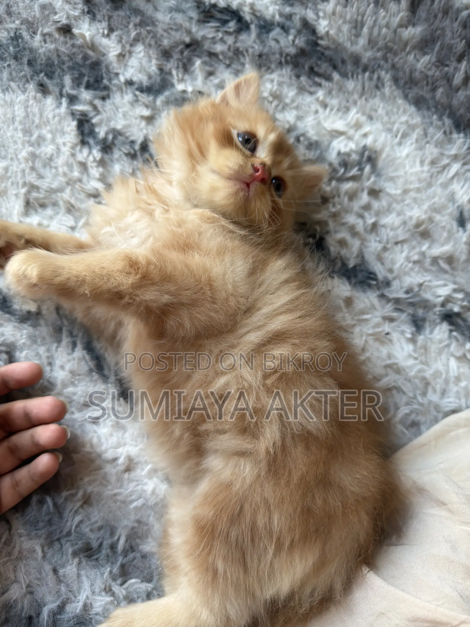0-1 Month Female Purebred Persian