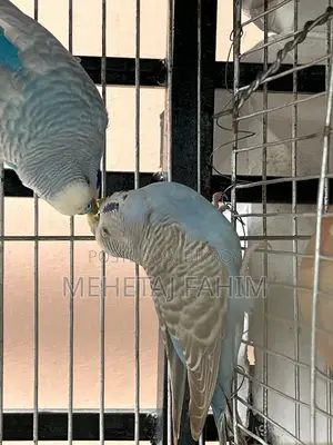 বাজিগর ব্রিডিং জোড়া