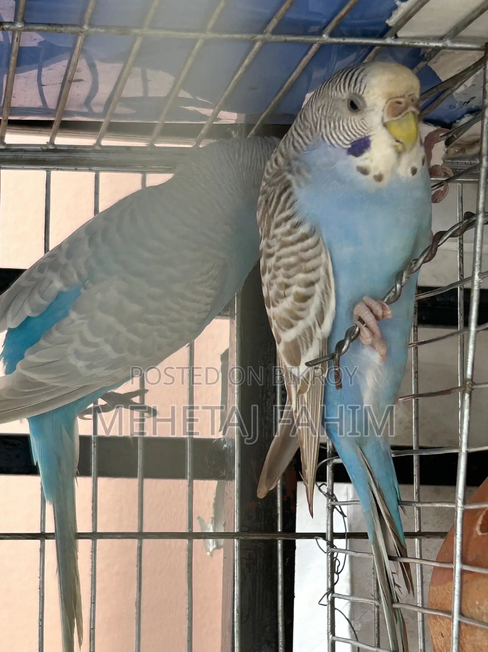 বাজিগর ব্রিডিং জোড়া