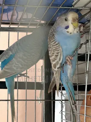 বাজিগর ব্রিডিং জোড়া