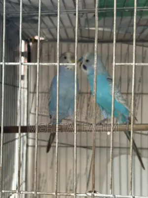 বাজিগর ব্রিডিং জোড়া