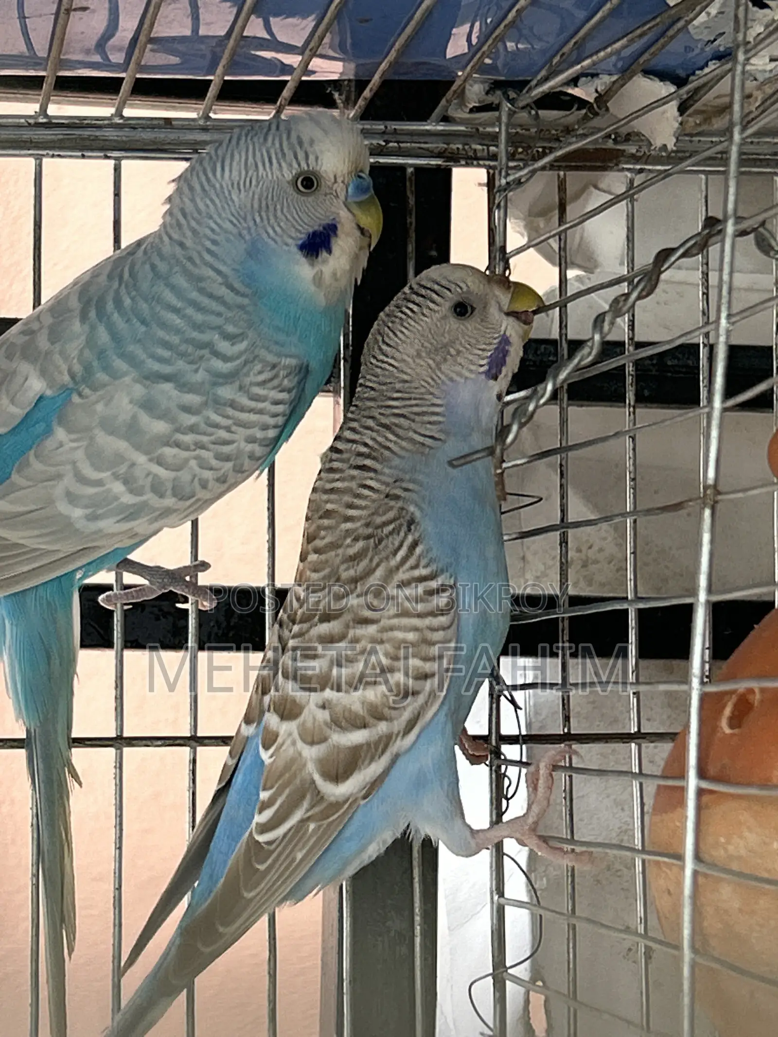 বাজিগর ব্রিডিং জোড়া
