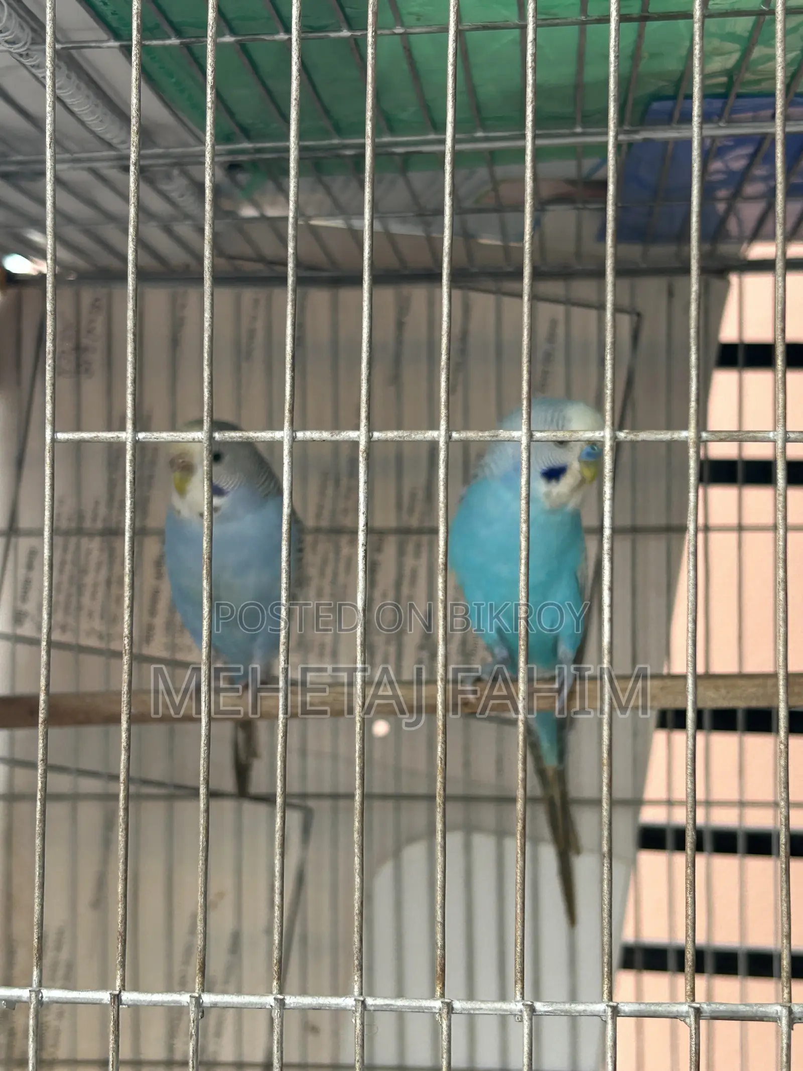 বাজিগর ব্রিডিং জোড়া