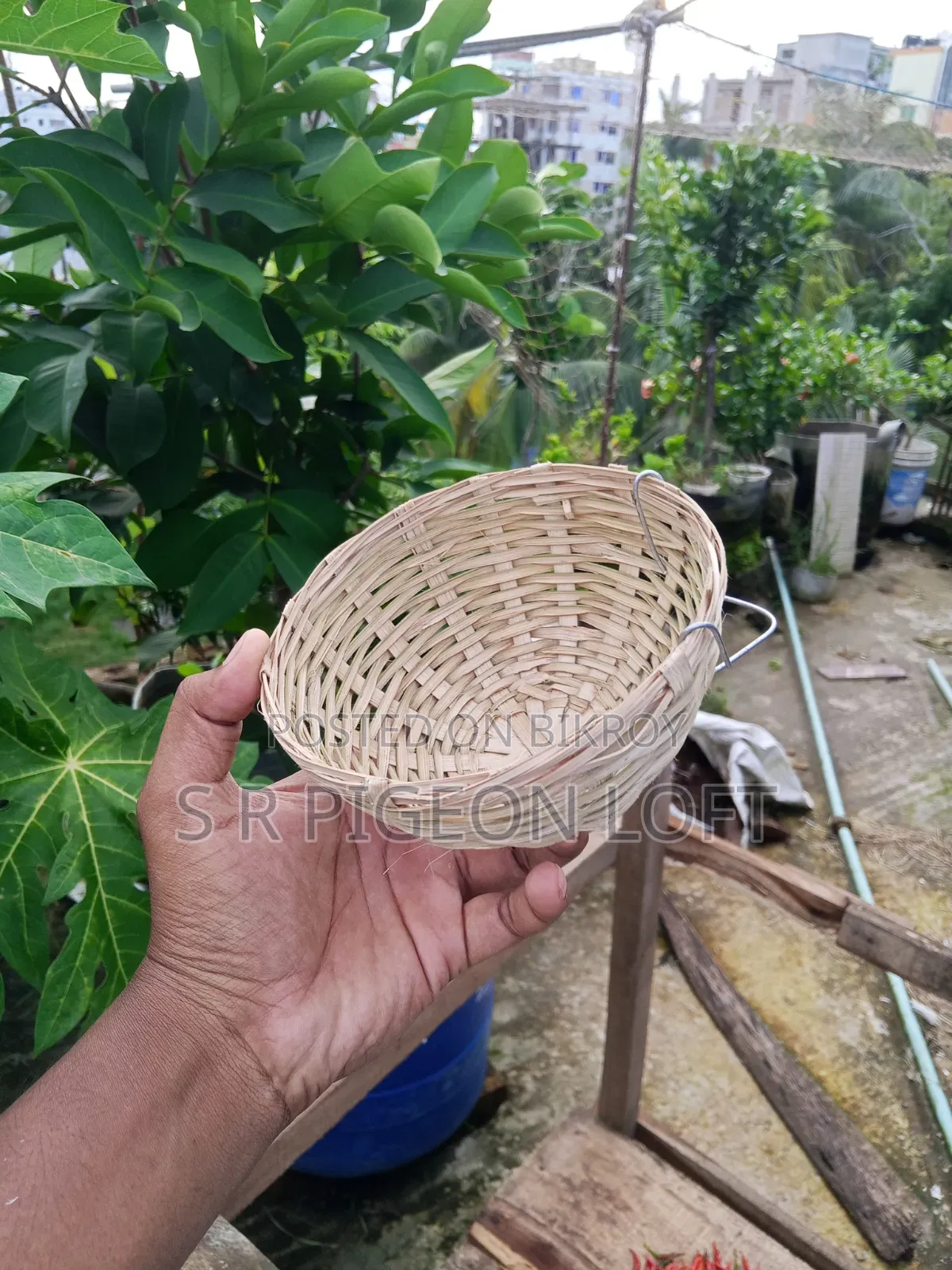 ডায়মন্ড ডাভ এর ঝুড়ি