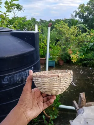 ডায়মন্ড ডাভ এর ঝুড়ি
