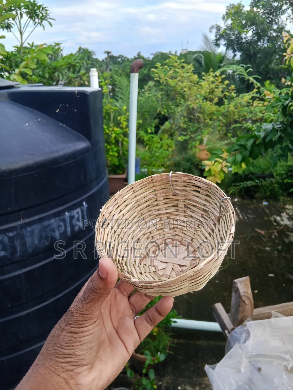 ডায়মন্ড ডাভ এর ঝুড়ি