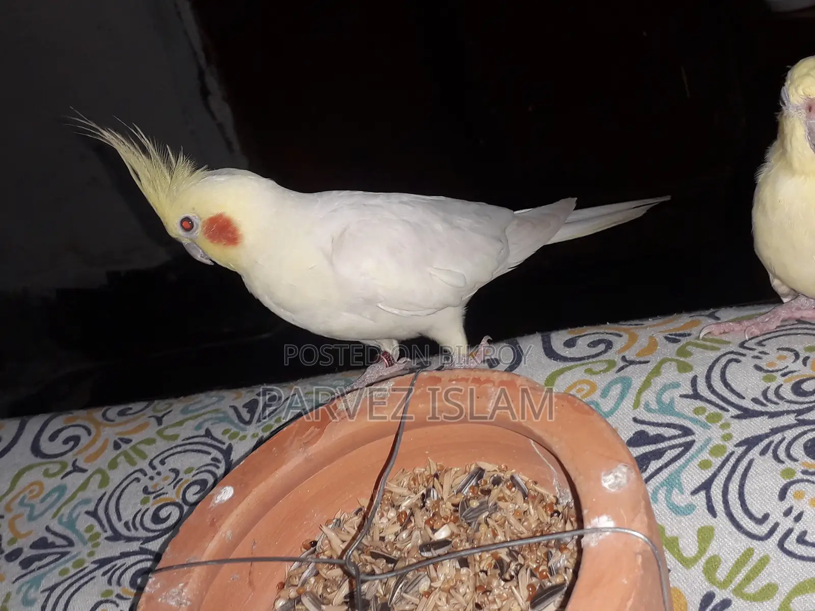 ১ জোড়া রানিং লুটিনো ককাটেল পাখি
