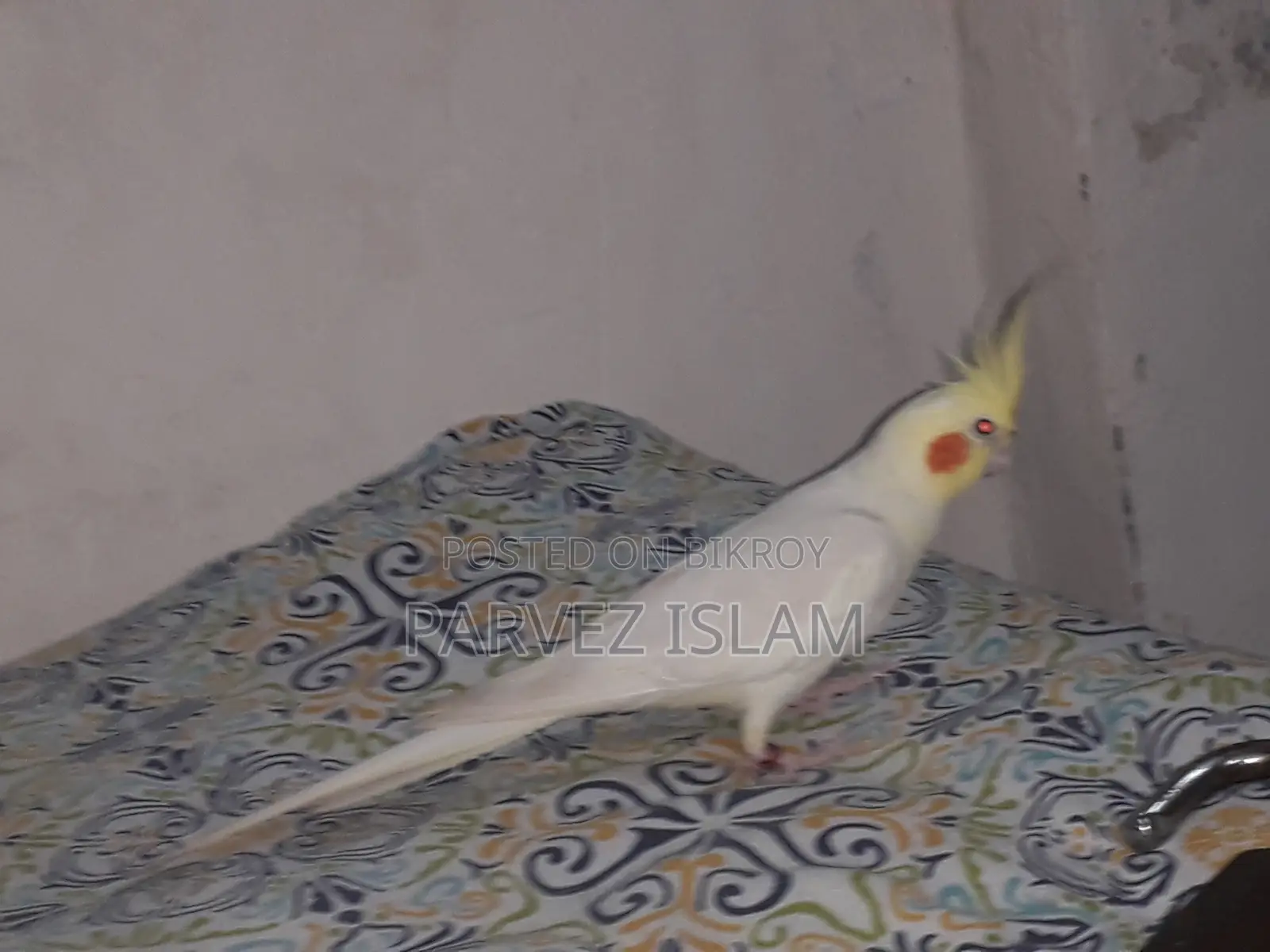 ১ জোড়া রানিং লুটিনো ককাটেল পাখি