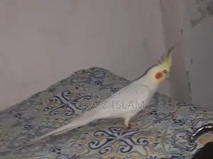 ১ জোড়া রানিং লুটিনো ককাটেল পাখি