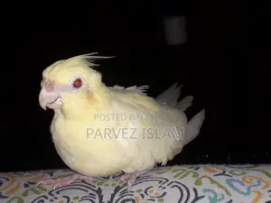 ১ জোড়া রানিং লুটিনো ককাটেল পাখি