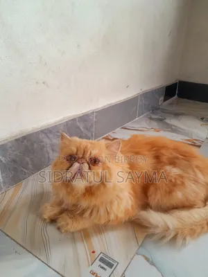 1+ Year Male Purebred Exotic