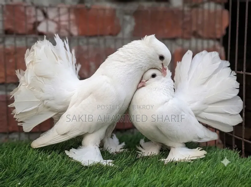 Indian Fantail Pigeon. Peacock Pigeon Laksha Pigeon